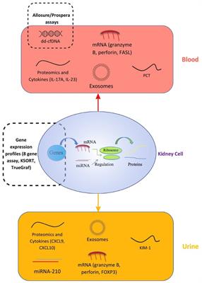 Liquid biopsy for non-invasive monitoring of patients with kidney transplants